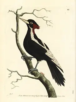 Critically Prints: Ivory-billed woodpecker, Campephilus principalis