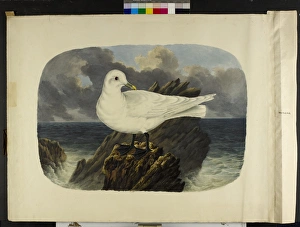 Images Dated 14th July 2010: The ivory gull Pagophila eburnea