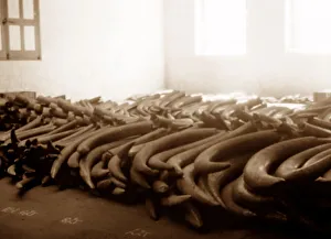 Tusk Prints: Ivory tusk warehouse, London