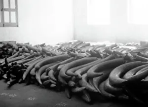 Tusk Prints: Ivory tusk warehouse, London, Victorian period