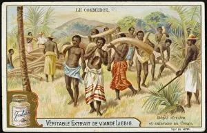 Tusks Prints: Ivory Tusks / Congo / C19Th