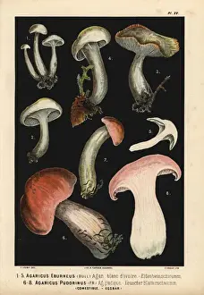 Agaricus Prints: Ivory waxy cap, Hygrophorus eburneus and Hygrophorus