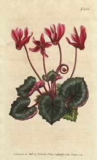 1790 Collection: Ivy-leaved cyclamen, Cyclamen repandum