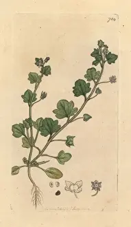 Veronica Prints: Ivy-leaved speedwell, Veronica hederifolia