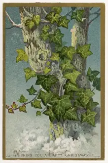 Ivy / Tree / Greeting Card