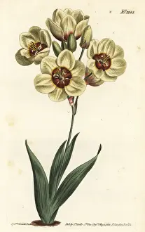 Ixia abbreviata