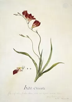 Asparagales Gallery: Ixia crocata L. saffron coloured ixia