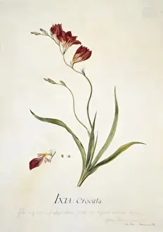 Ixia crocata L. saffron coloured ixia