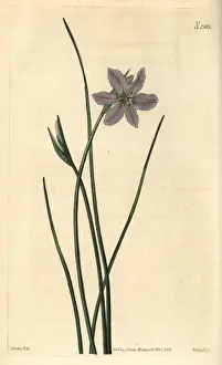 Ixia-like brodiaea, Brodiaea ixioides