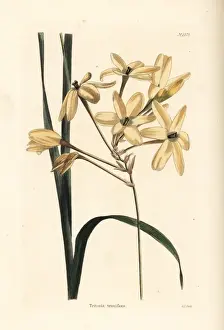 Ixia paniculata