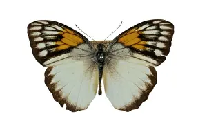 Pieridae Prints: Ixias reinwardti