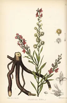 Ixine, Krameria ixine