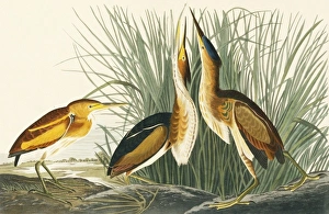 Ardeidae Gallery: Ixobrychus exilis, least bittern