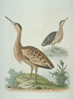 Ardeidae Gallery: Ixobrychus minututs, little bittern, Botaurus stellaris, Eur