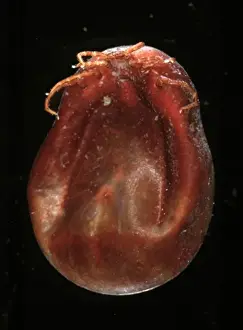 Ixodes ricinus, sheep tick