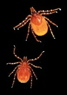 Acarina Gallery: Ixodes ricinus, sheep tick