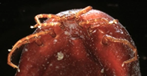 Acarina Gallery: Ixodes ricinus, tick