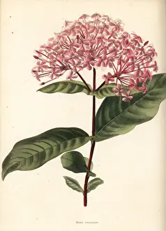 Chinensis Prints: Ixora chinensis