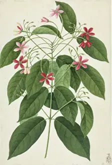 Gentianales Prints: Ixora sp