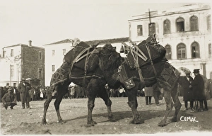 Izmir, Turkey - A Camel fight