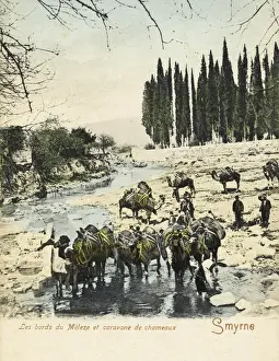 Meles Prints: Izmir, Turkey - Camel Train drinking