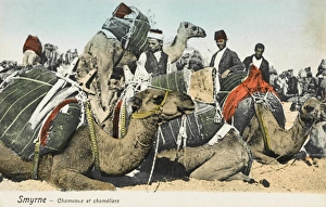 Packs Gallery: Izmir, Turkey - Camels and Camel Drivers