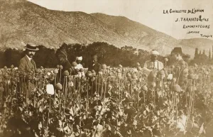 Opium poppies and their exporter, J Taranto (from J Taranto & Sons - Exporters of Izmir (Smyrna), Turkey) (left) at a field likely to be close to Afyon. The name of the city of Afyon is derivated from Opium. Only the 'milk 'of opium is dangerous because it has a base of Morphine. Cultivation of opium poppies for food, anesthesia, and ritual purposes dates back to at least the Neolithic. The Sumerian, Assyrian, Egyptian, Minoan, Greek, Roman, and Persian Empires each made widespread use of opium, which was the most potent form of pain relief, allowing ancient surgeons to perform prolonged surgical procedures. It is grown for the medicinal trade today Izmir, Turkey - Opium Cultivation