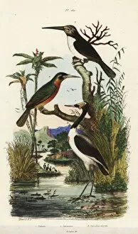 Stork Gallery: Jabiru mycteria, Galbula ruficauda and Jacamaralcyon