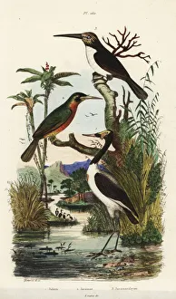 Guerin Meneville Collection: Jabiru mycteria, Galbula ruficauda and Jacamaralcyon