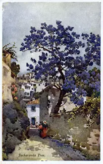 Jacaranda tree and street scene, Madeira