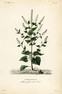 Jack-by-the-hedge, Alliaria petiolata Jack-by-the-hedge, Alliaria petiolata