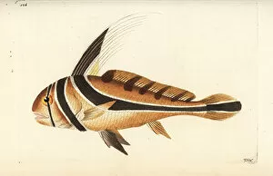 Americana Gallery: Jack knife-fish, Equetus lanceolatus