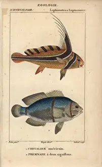 Cloquet Prints: Jack-knifefish, Equetus lanceolatus, and spinecheek