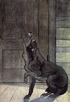 Images Dated 9th June 2016: Jack London / White Fang
