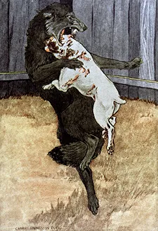 Images Dated 9th June 2016: Jack London / White Fang