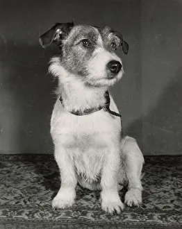 Jack Russell