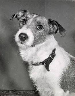 Jack Russell