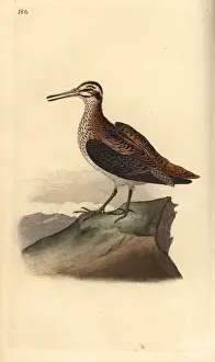 Jack snipe, Lymnocryptes minimus