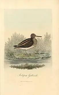 Snipe Prints: Jack snipe, Lymnocryptes minimus