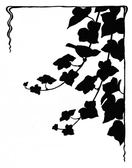 Images Dated 28th October 2011: Jack Sparrow looking for moths in the ivy