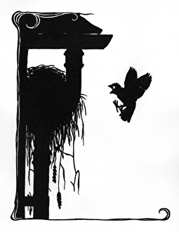 Images Dated 3rd November 2011: Jack Sparrow shocked to find the nest empty
