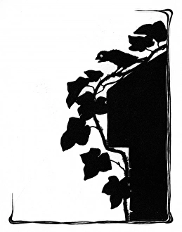 Images Dated 3rd November 2011: Jack Sparrow sitting on the ivy