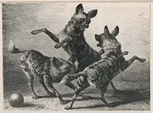 Biting Prints: Jackals Playing 1879