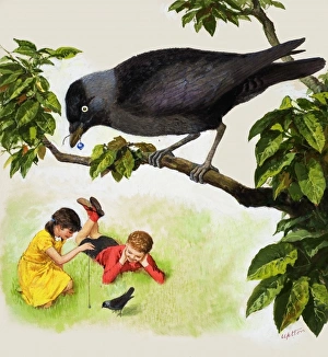 Images Dated 1st September 2006: Jackdaw