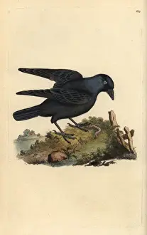 Jackdaw, Corvus monedula, with worm