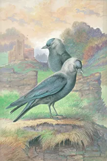 Jackdaws
