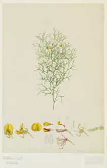 Jacksonia scoparia, dogwood