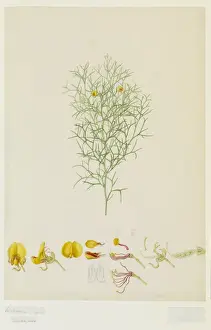 1796 Prints: Jacksonia scoparia, dogwood