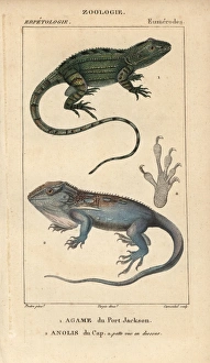 Stipple Gallery: Jacky lashtail, Amphibolurus muricatus