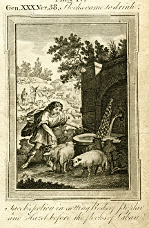 Hazel Collection: Jacob and the flocks of Laban